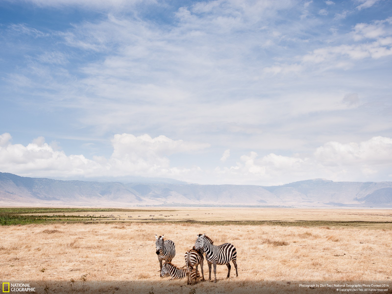 Illustration for article titled The Winning Images From National Geographic's 2014 Photo Contest